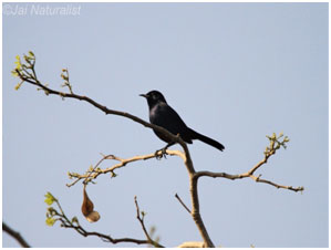 Machohalli_Tree_park_4