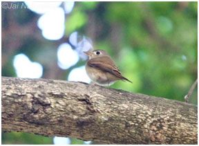 Machohalli_Tree_park_5