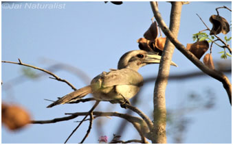 Machohalli_Tree_park_6