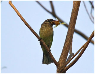 Machohalli_Tree_park_7