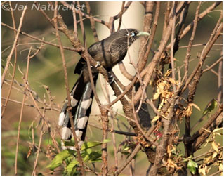 Machohalli_Tree_park_8