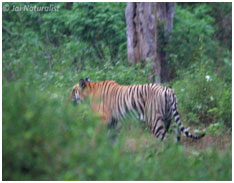 Bandipur_Tiger_reserve_23