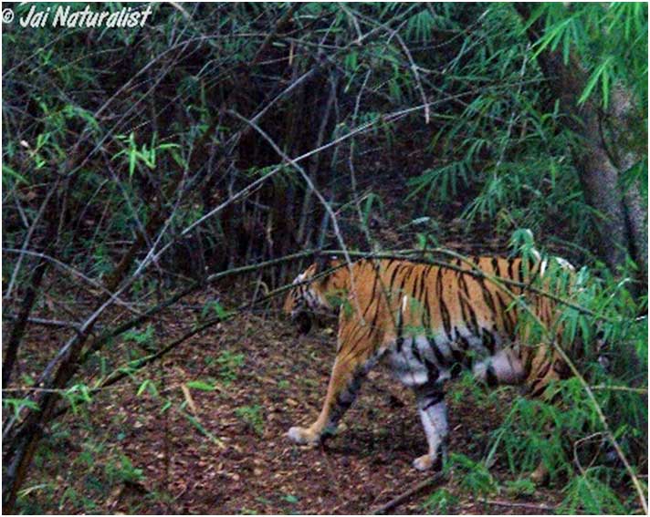 pench_tiger_reserve_special_monsoon_camp_21