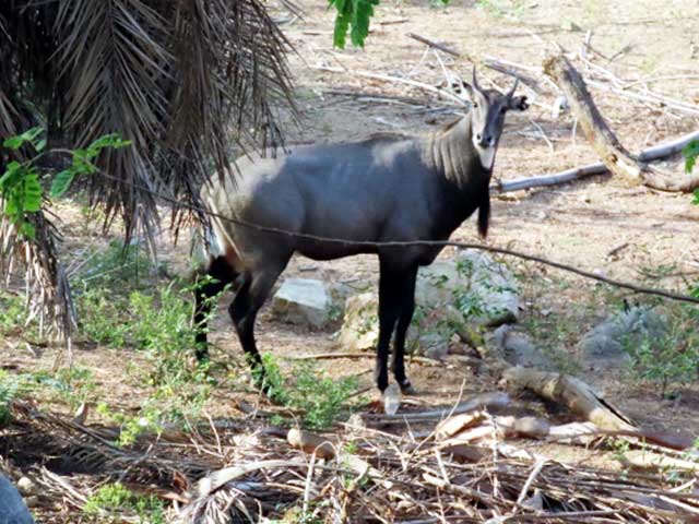 Ebenizer_International_school_at_Bannerghatta_Biological_park_1