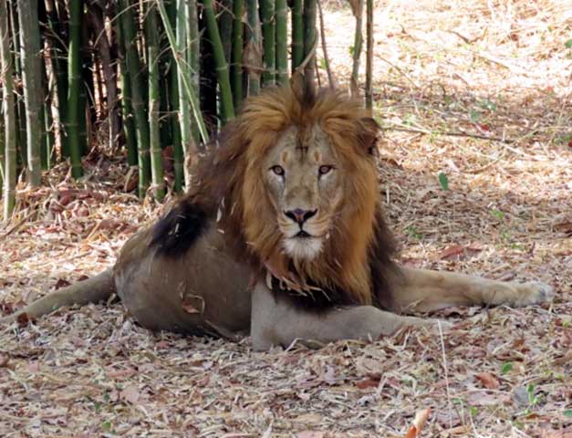 Ebenizer_International_school_at_Bannerghatta_Biological_park_14