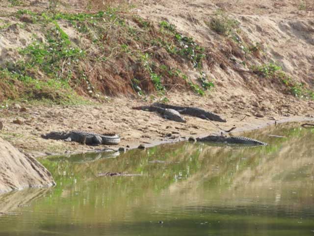 Ebenizer_International_school_at_Bannerghatta_Biological_park_3