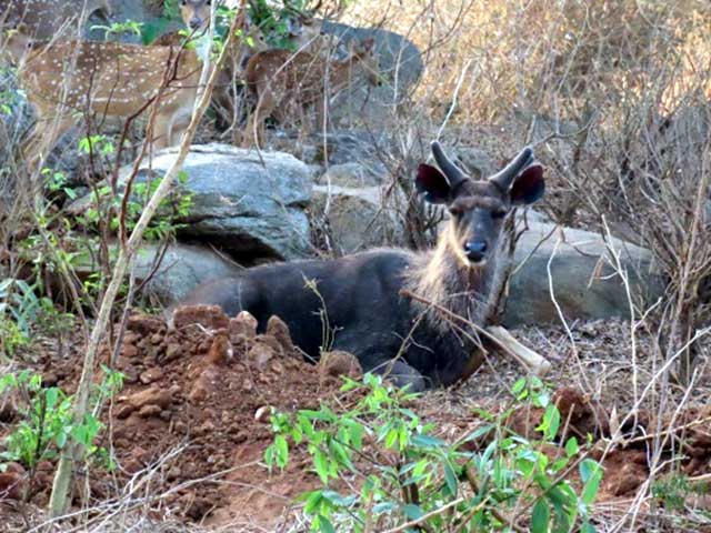 Ebenizer_International_school_at_Bannerghatta_Biological_park_5