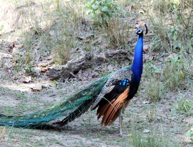 Family_Nature_camp_at_Kanha_Tiger_reserve_1