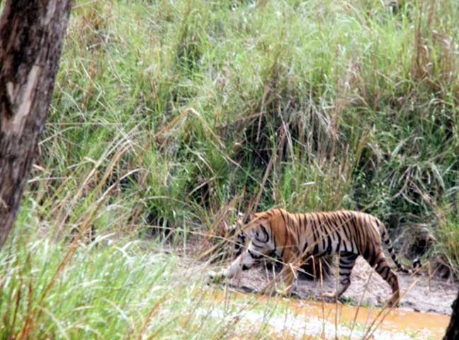 Family_Nature_camp_at_Kanha_Tiger_reserve_10