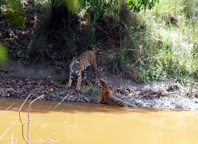 Family_Nature_camp_at_Kanha_Tiger_reserve_11