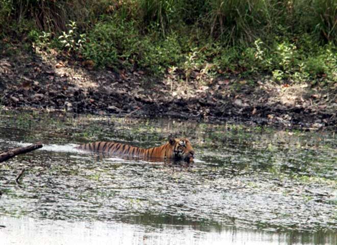 Family_Nature_camp_at_Kanha_Tiger_reserve_12