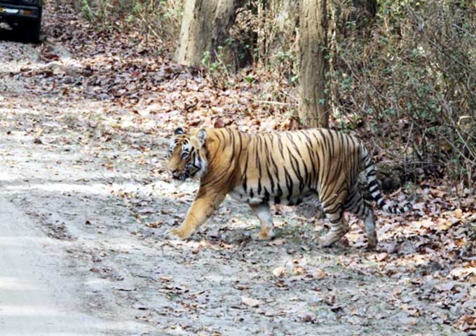 Family_Nature_camp_at_Kanha_Tiger_reserve_13