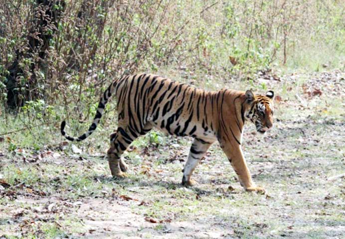 Family_Nature_camp_at_Kanha_Tiger_reserve_15