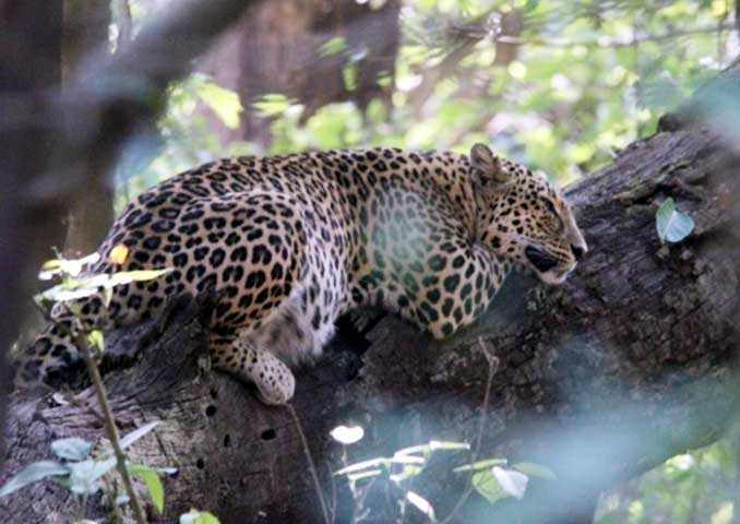 Family_Nature_camp_at_Kanha_Tiger_reserve_16