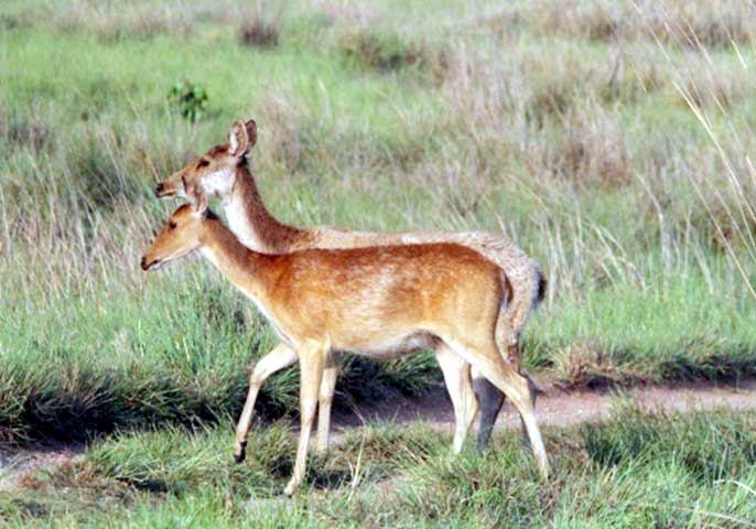 Family_Nature_camp_at_Kanha_Tiger_reserve_19