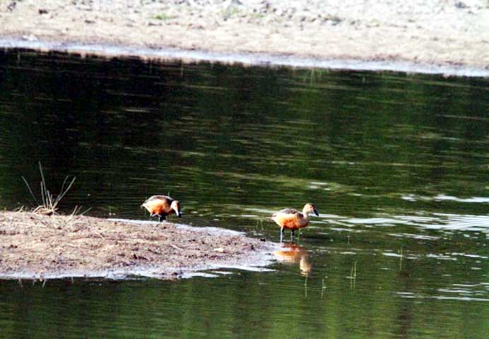 Family_Nature_camp_at_Kanha_Tiger_reserve_21