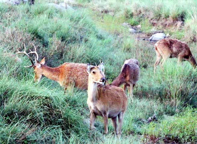 Family_Nature_camp_at_Kanha_Tiger_reserve_26