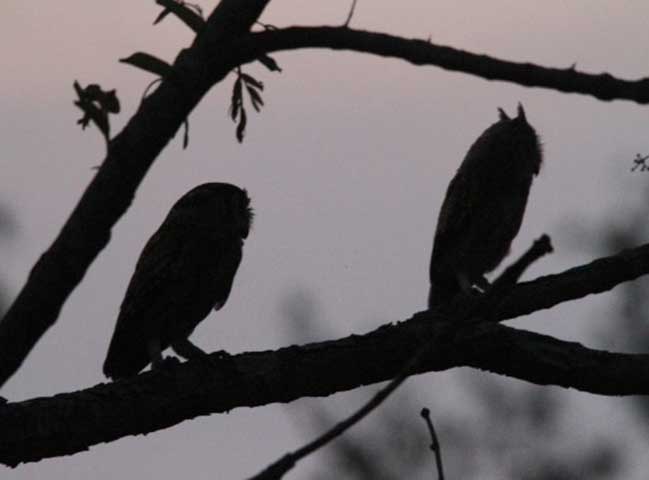 Family_Nature_camp_at_Kanha_Tiger_reserve_27