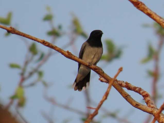 Family_Nature_camp_at_Kanha_Tiger_reserve_28