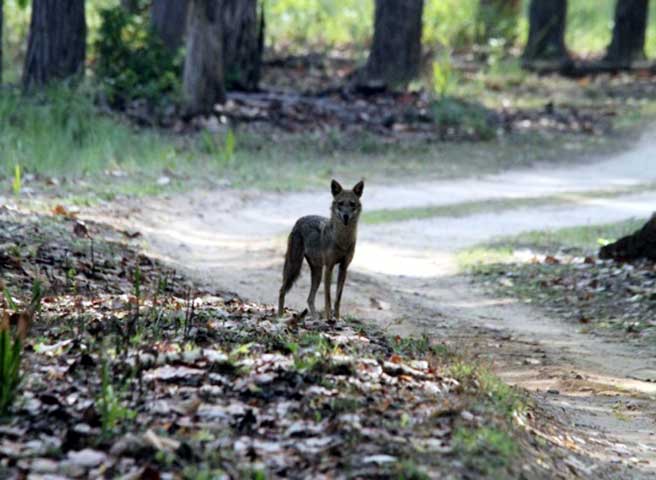 Family_Nature_camp_at_Kanha_Tiger_reserve_3