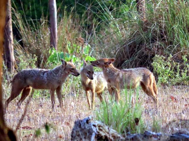 Family_Nature_camp_at_Kanha_Tiger_reserve_31