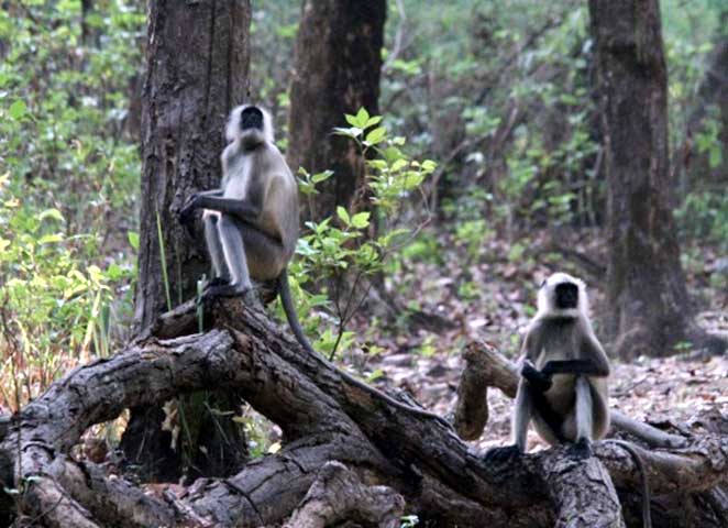 Family_Nature_camp_at_Kanha_Tiger_reserve_4