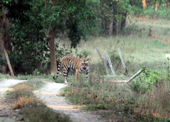 Family_Nature_camp_at_Kanha_Tiger_reserve_5