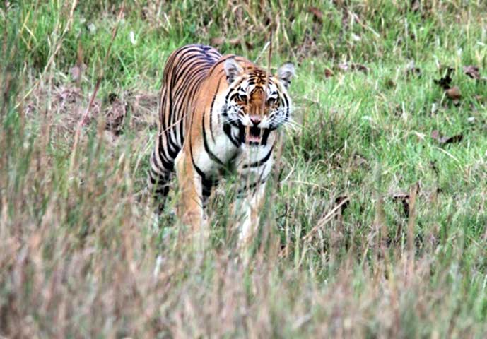 Family_Nature_camp_at_Kanha_Tiger_reserve_6