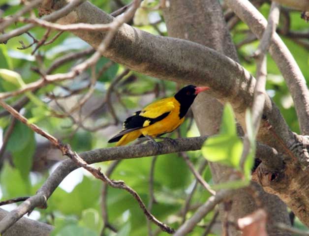 Family_Nature_camp_at_Kanha_Tiger_reserve_8