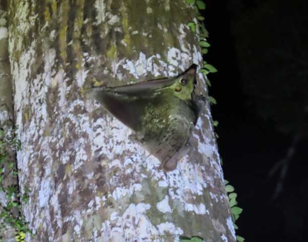 International_Bird_race_Tawao_and_Borneo_rain_forest_Malaysia_15