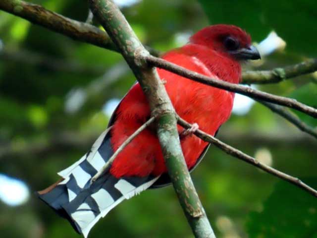 International_Bird_race_Tawao_and_Borneo_rain_forest_Malaysia_23