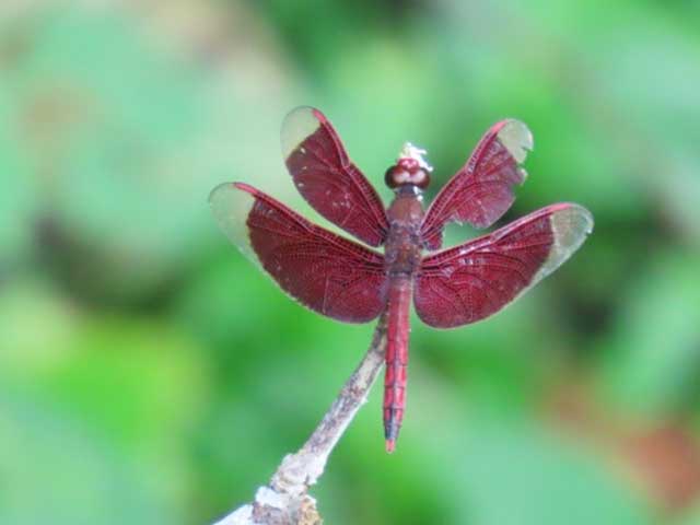 International_Bird_race_Tawao_and_Borneo_rain_forest_Malaysia_7