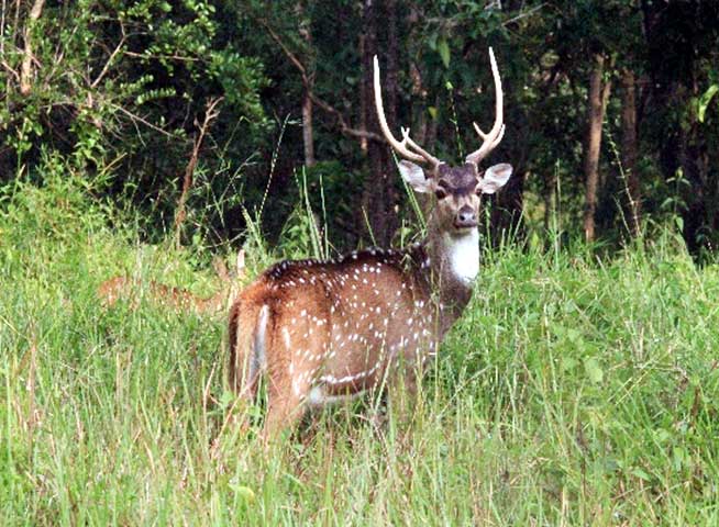 Keerthana_Bhadra_nature_study_camp_15