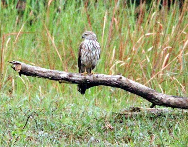 Keerthana_Bhadra_nature_study_camp_16