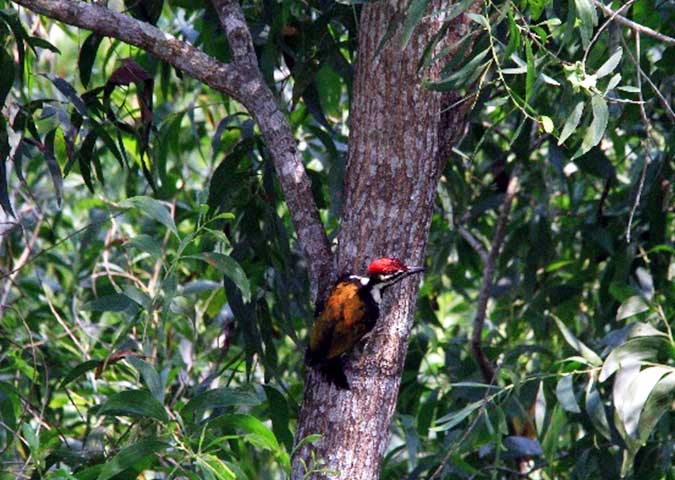 Keerthana_Bhadra_nature_study_camp_20