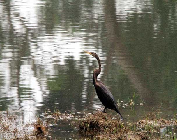 Keerthana_Bhadra_nature_study_camp_22