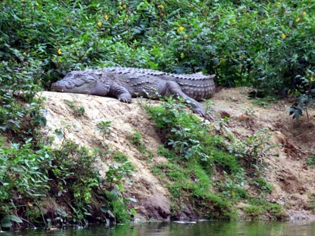 nature_study_camp__G8_students_NPS_Kudlu_branch_Bannerghatta_Biological_park_10