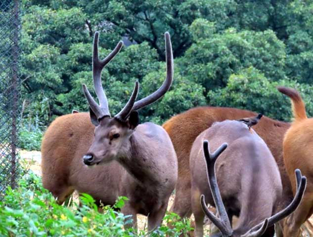 nature_study_camp__G8_students_NPS_Kudlu_branch_Bannerghatta_Biological_park_19