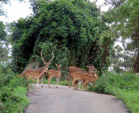 nature_study_camp__G8_students_NPS_Kudlu_branch_Bannerghatta_Biological_park_21