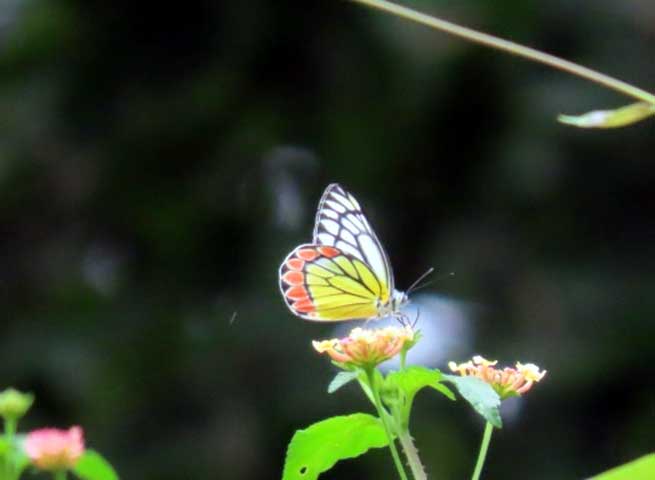 nature_study_camp__G8_students_NPS_Kudlu_branch_Bannerghatta_Biological_park_23
