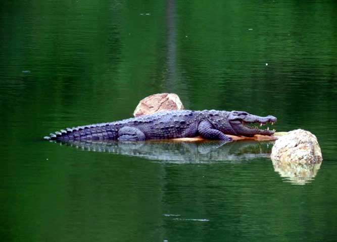 nature_study_camp__G8_students_NPS_Kudlu_branch_Bannerghatta_Biological_park_26