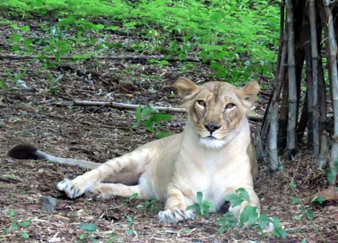 nature_study_camp__G8_students_NPS_Kudlu_branch_Bannerghatta_Biological_park_29