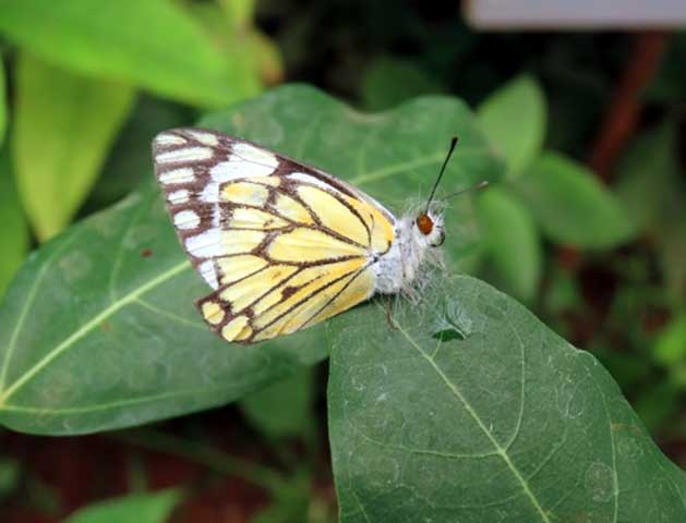 nature_study_camp__G8_students_NPS_Kudlu_branch_Bannerghatta_Biological_park_4
