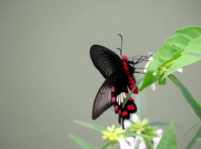 nature_study_camp__G8_students_NPS_Kudlu_branch_Bannerghatta_Biological_park_5