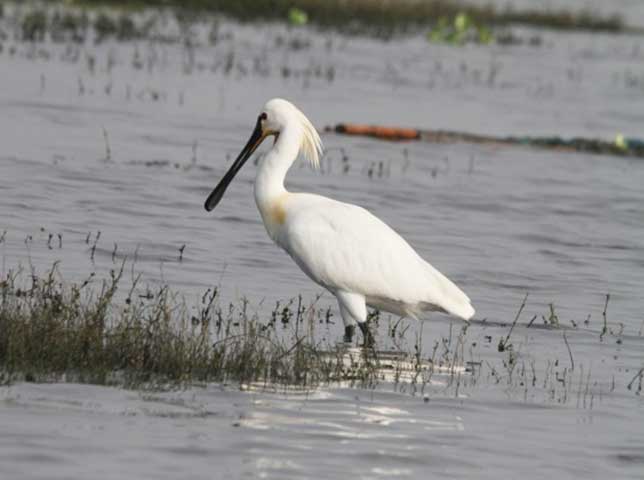 Bhigwan_wetlands_part_1_1