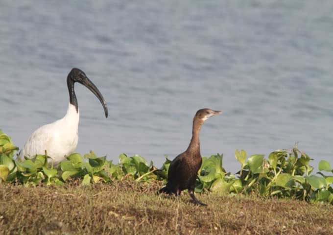 Bhigwan_wetlands_part_1_4