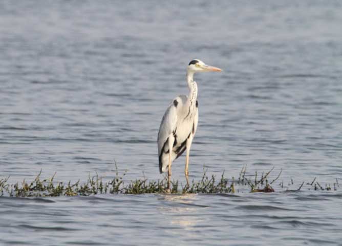 Bhigwan_wetlands_part_1_5