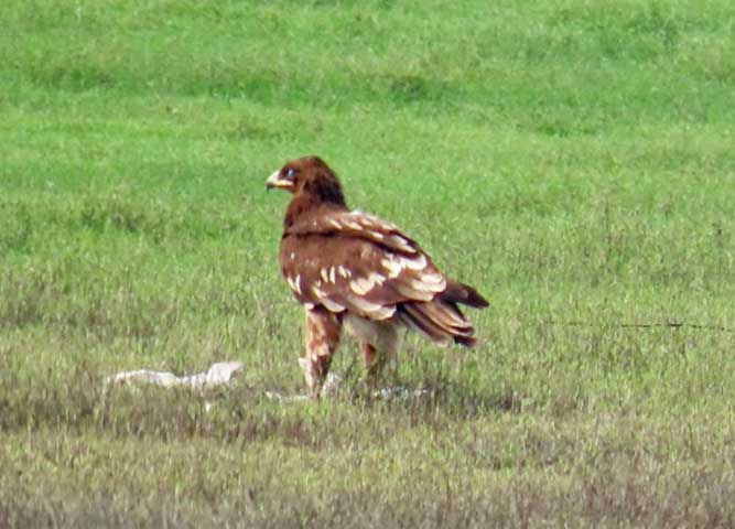 Bhigwan_wetlands_part_3_1